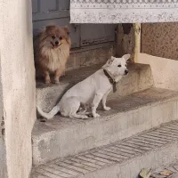 اشپیتز سفید * واگذار به شخصی دلسوز و مهربان|سگ|پیر بکران, |دیوار