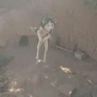 سگ نژاد دار