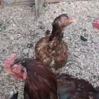 خروس و مرغ لاری|حیوانات مزرعه|شیراز, گویم|دیوار