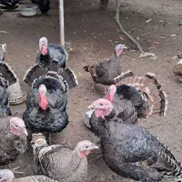 بوقلمون|حیوانات مزرعه|چابکسر, |دیوار