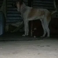 سگ سرابی/پژدر ۱۷ماهه|سگ|کرج, سی متری صنعتکاران|دیوار