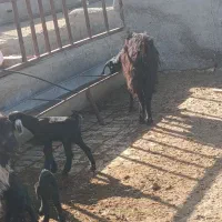 فروش بز|حیوانات مزرعه|جعفرآباد, |دیوار