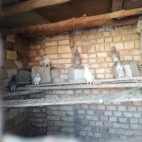 کبوتر یزدی و پلاکی و تهرانی|پرنده|حمیدیا, |دیوار