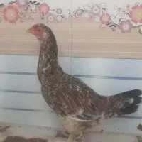 فرش|فرش|کهنوج, |دیوار