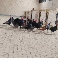 بوقلمون برنز انگلیسی|حیوانات مزرعه|اشتهارد, |دیوار