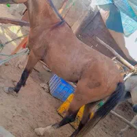 فروش دو اسب نر وماده|اسب و تجهیزات اسبسواری|قشم, |دیوار