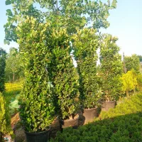یاس هلندی همه سایز