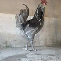 خروس و مرغ گلین طوسی و سیاه