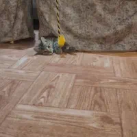 واگذاری گربه