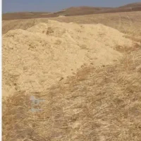 کاه گندم
