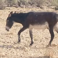 خر بخت نر|حیوانات مزرعه|فیروزآباد (لرستان), |دیوار