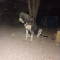 پژدر اصل با رنگ خاص و شجره|سگ|کرج, لشکر ده سید الشهدا|دیوار