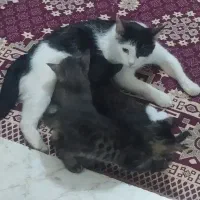 گربه خانگی