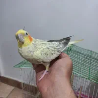 طوطی عروس ماده