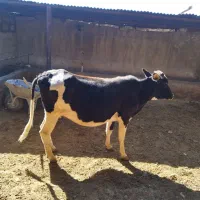 گاو گوساله|حیوانات مزرعه|سرفاریاب, |دیوار