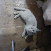 واگذاری گربه رایگان|گربه|قم, ولیعصر|دیوار