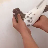 کفتر کله دم و ابلغ