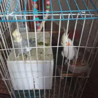 عروس هلندی مولد|پرنده|رباط‌کریم, شترخوار|دیوار