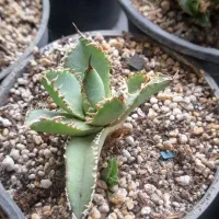 ۴ تا اگاو میکس|گل و گیاه طبیعی|تهران, مهران|دیوار