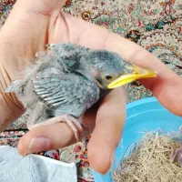جوجه مینا شاه تخم نر