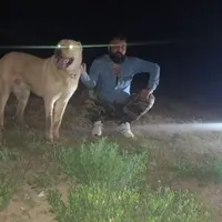 سگ گمشده هرکی دیده خبر بده مژدگانی میدم|سگ|مشهد, شهرک صنعتی مشهد|دیوار