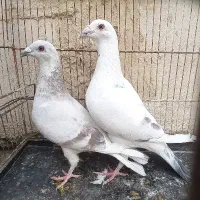 کبوتر جفتگاه سار