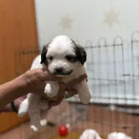 واگذاری سگ خانگی