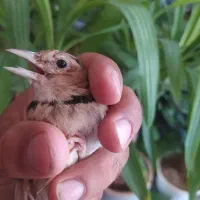 فروش پرنده