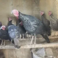 بوقلمون محلی صددر صد ارگانیک|حیوانات مزرعه|مهاباد (آذربایجان غربی), |دیوار