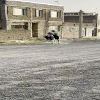 اسب نریان عرب|اسب و تجهیزات اسب‌سواری|قروه, |دیوار