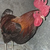 خروس محلی(باشت)