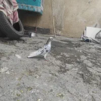کبوتر زوردار پرشی دم سفید