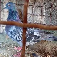 پلاکی نر مست|پرنده|امیدیه, |دیوار