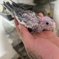 جوجه عروس هلندی سرلاکی