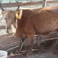 گاو با گوساله|حیوانات مزرعه|سنگر, |دیوار