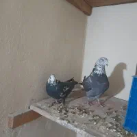 باسلام خدمت عشق بازا حیونانیازی به تعریف ندارن