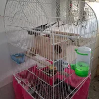 فروش تعدادی پرنده مرغ عشق عروس هلندی