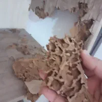 تنها شرکت سمپاشی دارای مجوز سم پاشی در گناوه