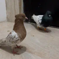 دوتا نر یه ماده کله|پرنده|شیروان (خراسان), |دیوار