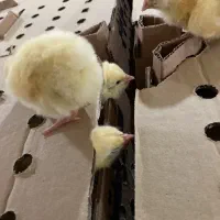 کارگر مرغداری