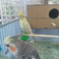 دو جفت عروس هلندی مولد|پرنده|ری, هاشم‌آباد|دیوار