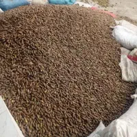 فروش بلوط تازه بصورت عمده