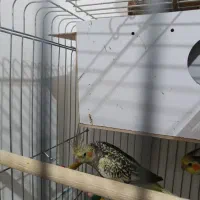 عروس طوطی|پرنده|قزوین, |دیوار