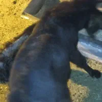 پاچن|حیوانات مزرعه|سیب و سوران, |دیوار