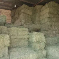 کاه. یونجه سبوس و جو و گندم|لوازم جانبی حیوانات|اصفهان, خانه اصفهان|دیوار