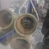 ماهی سیچلایدبالن گورخری