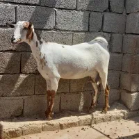 بز ابستن خیلی نزدیک|حیوانات مزرعه|بندرعباس, |دیوار
