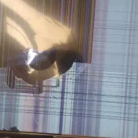 تلوزیون.۴۳.اینج