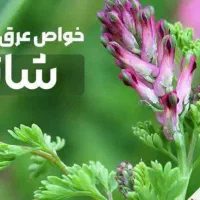 عرقیجات شفا