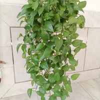 پتوس آبشاری سبز